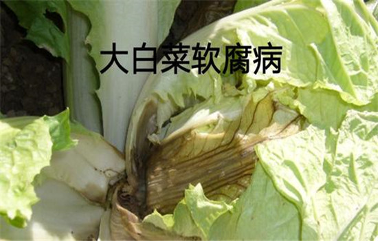 大白菜軟腐病