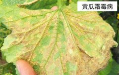 黃瓜病蟲害防治：黃瓜霜霉病、白粉病、紅蜘蛛