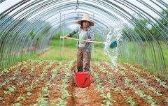 菜豆栽培時間與技術(shù)要點、病蟲害防治