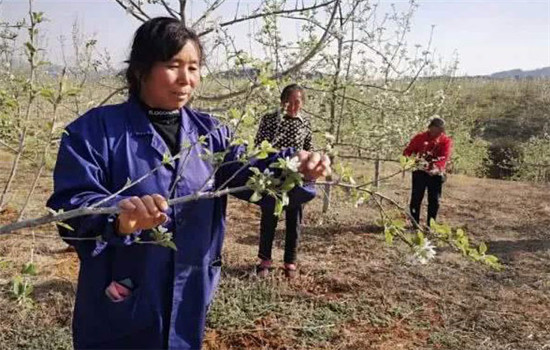 果樹(shù)坐不住果的原因