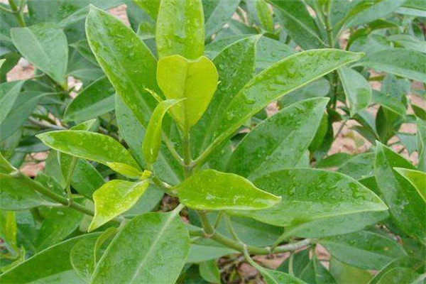 非洲茉莉的觀賞特征