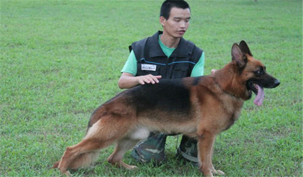 因犬制宜，區(qū)別對(duì)待