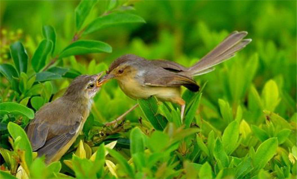 食蟲鳥類