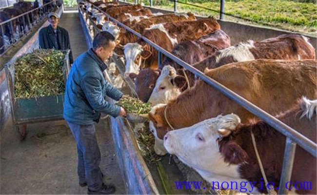 肉牛尿素的喂飼方法