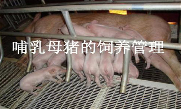 加強哺乳母豬的飼養(yǎng)