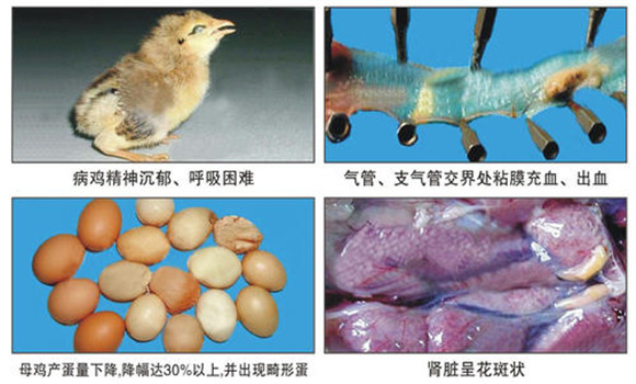 雞傳染性支氣管炎