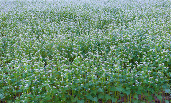 蕎麥種植方法