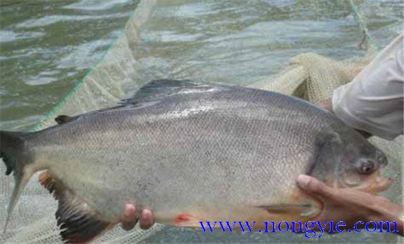 淡水白鯧是食人魚(yú)嗎