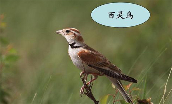 百靈鳥(niǎo)上火的主要原因