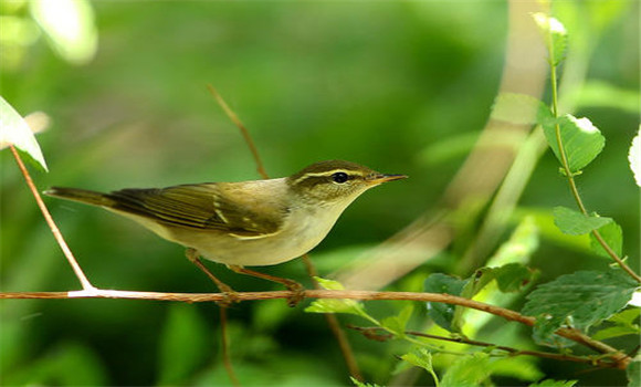 柳鶯鳥的飼養(yǎng)