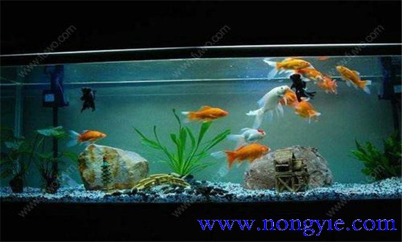 怎樣飼養(yǎng)金魚，飼養(yǎng)金魚注意事項(xiàng)和技術(shù)要點(diǎn)