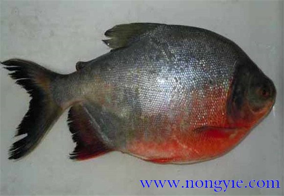 紅鯧魚(yú)是海魚(yú)還是河魚(yú)