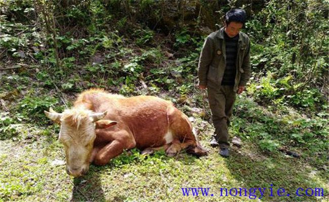 牛食用爛紅薯中毒的癥狀表現(xiàn)、診治與治療方法