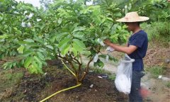 番石榴修剪方法與疏花疏果、果實套袋技術(shù)要點