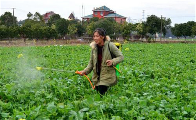 油菜如何施硼肥