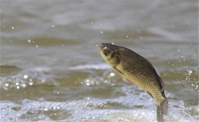 野生鯽魚一斤要長幾年