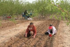 山藥種植前如何處理，種植山藥如何整地挖溝