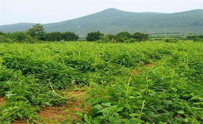 山藥的種植成本及利潤(rùn)