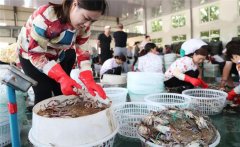 梭子蟹一般在幾月份上市，怎樣挑選肥的梭子蟹