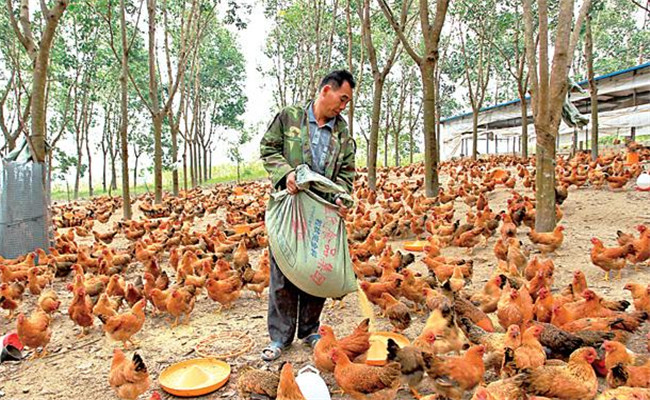 養(yǎng)雞用鹽的講究:飼料食鹽用量、食鹽中毒的防治