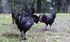 烏骨雞的常用礦物質(zhì)、維生素飼料簡介