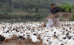 育成鴨的飼料與營養(yǎng)需求，育成鴨如何限制飼喂