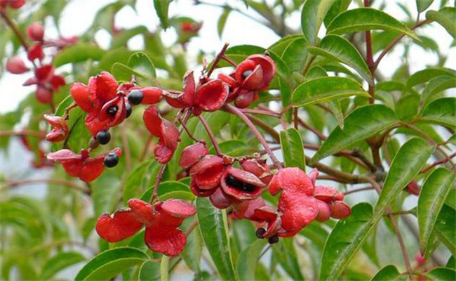 野鴉椿的生態(tài)習(xí)性