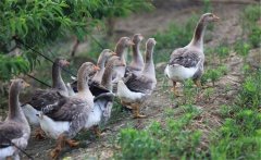 生產(chǎn)肥肝鵝的品種、性別與年齡選擇問題