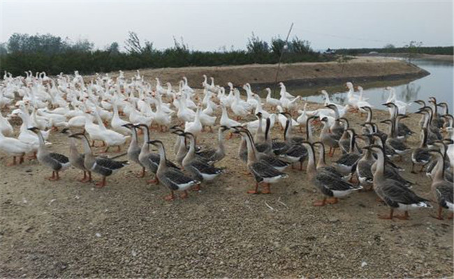 冬鵝快長速肥飼養(yǎng)技術(shù)