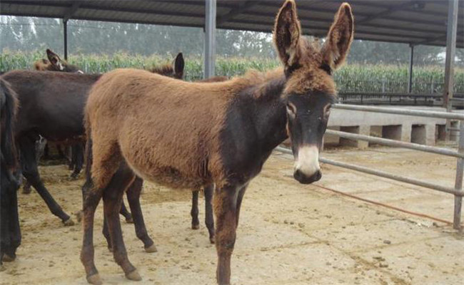 肉驢幼駒如何飼養(yǎng)