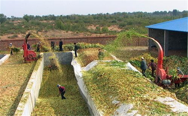 青貯飼料的飼喂方法和需注意事項(xiàng)