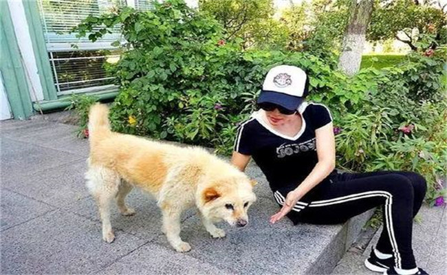 怎樣喂養(yǎng)妊娠犬、哺乳犬