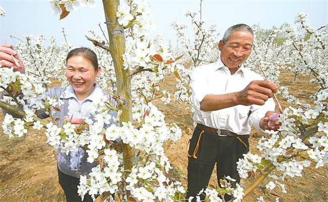 梨樹人工授粉法