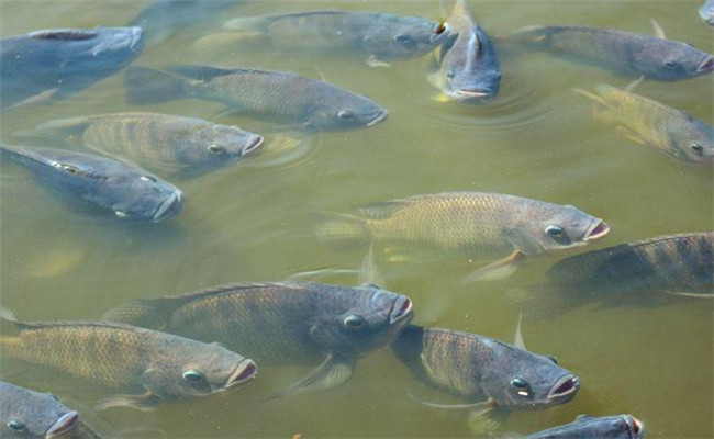 鯽魚的養(yǎng)殖方法