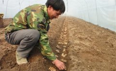 生姜的種植密度是多少？生姜浸種消毒新配方