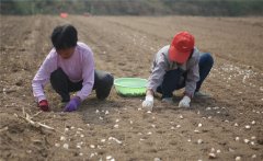 大蒜什么時(shí)間種植，如何掌握大蒜種植深度？