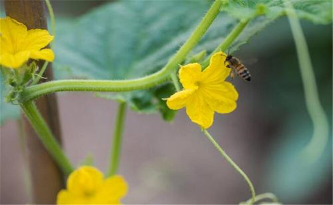 黃瓜開雄花不結果怎么辦