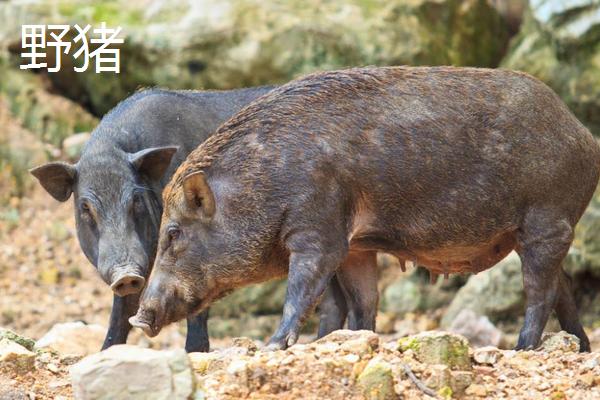 野豬一般幾點出來活動