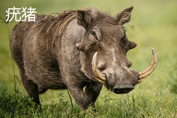 野豬和疣豬哪個更厲害