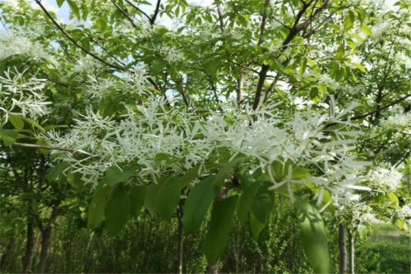 流蘇樹幾年開花