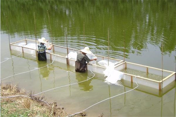 黃顙魚的飼養(yǎng)管理要點(diǎn)