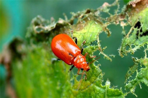 黃守瓜的發(fā)生特點