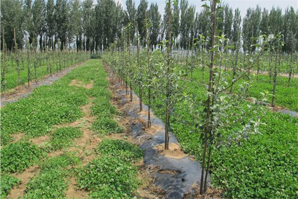 蘋果樹(shù)的種植條件