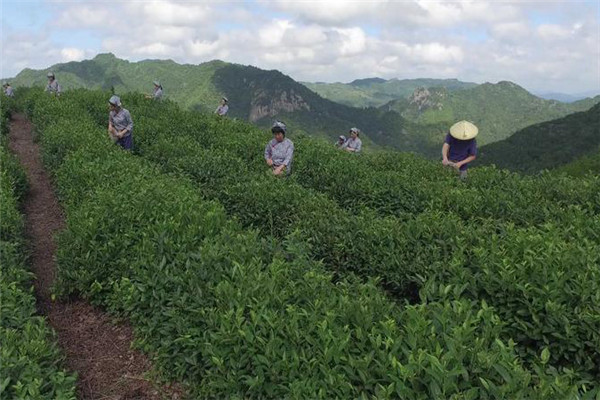 茶葉合理采摘的要求有哪些