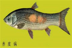 養(yǎng)殖魚類怎樣防治赤皮病？如何預(yù)防？