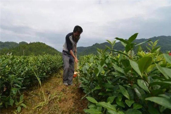 幼齡茶樹(shù)的定苗全苗