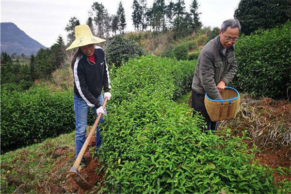 幼齡茶樹(shù)的除草、松土