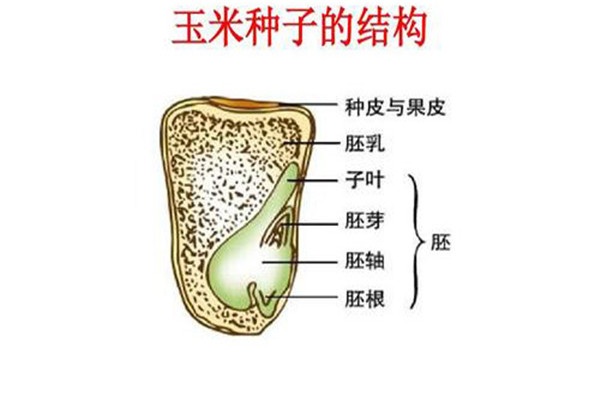 玉米種子及其構造是什么樣的