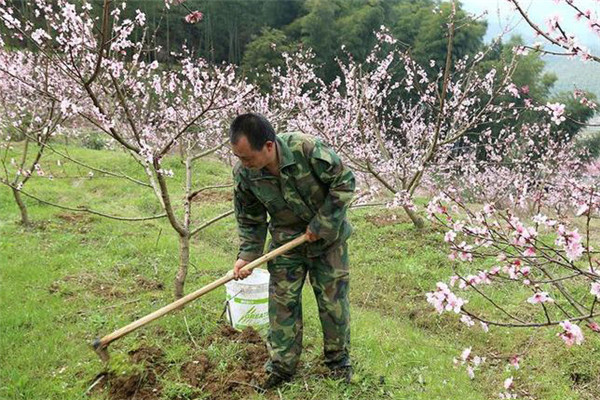 桃樹施肥應注意哪些事項