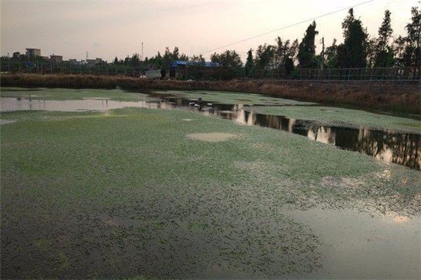 蓮田生態(tài)養(yǎng)殖羅氏沼蝦的方法與步驟